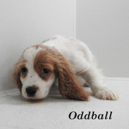 puppy, for, sale, Cocker Spaniel, Joe & Cherri  Overlease, dog, breeder, Miller, MO, dog-breeder, puppy-for-sale, forsale, nearby, find, puppyfind, locator, puppylocator, aca